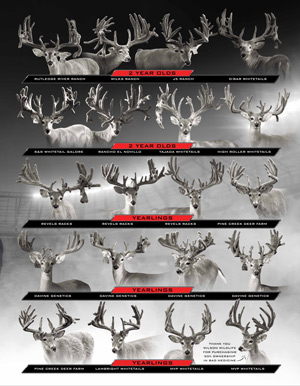 Texas Whitetail Deer Breeder MVP Whitetails Ad