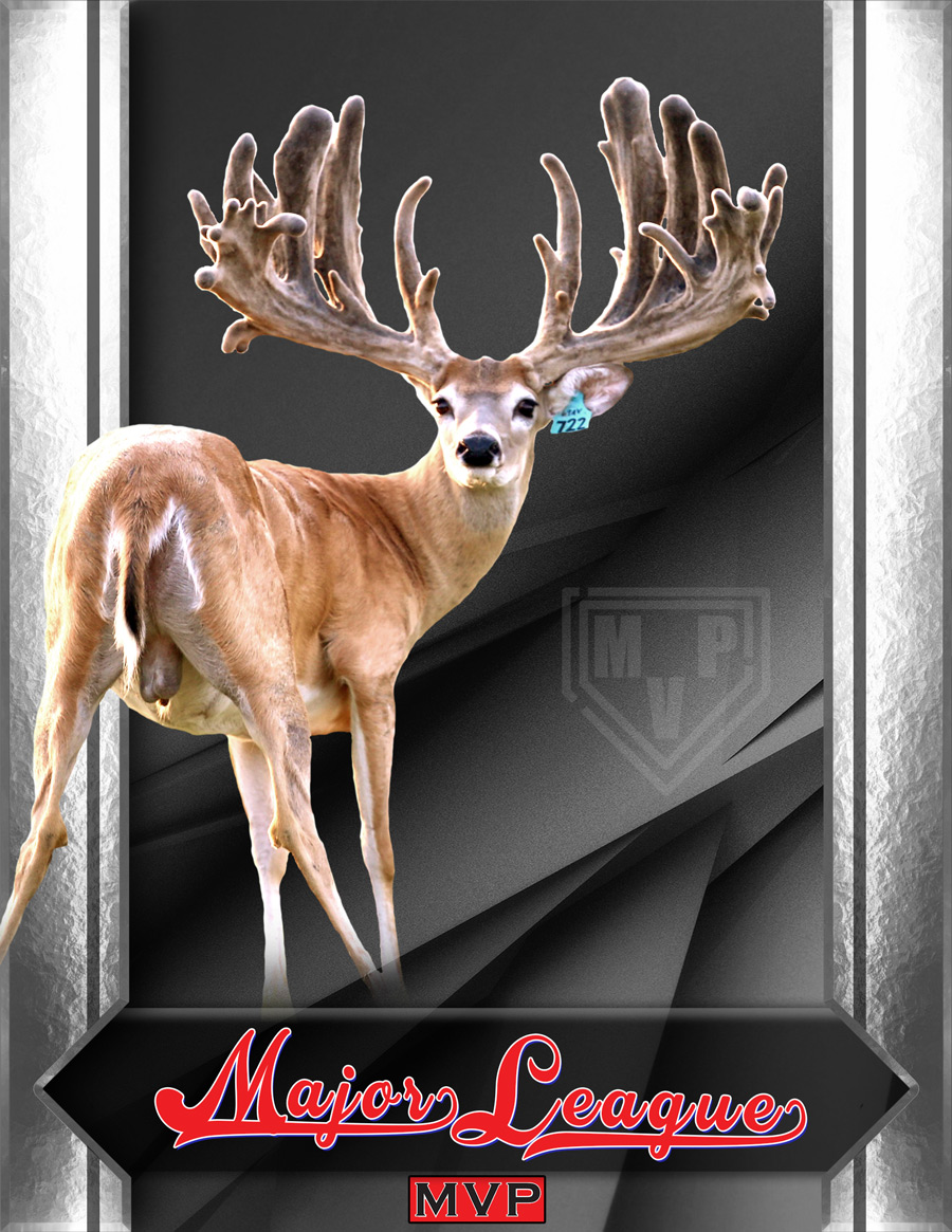 Major League - Whitetail Breeder Buck at MVP Whitetails